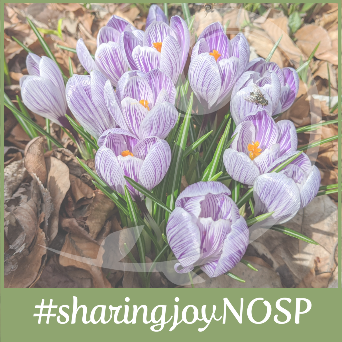 Thriving During the COVID19 Outbreak Aquidneck Island Planning